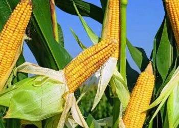 Ներկրումը կարող ենք փոխարինել