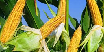 Ներկրումը կարող ենք փոխարինել