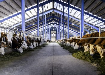 Անասնապահական խոշոր համալիր Մեծավանում