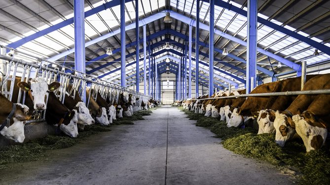 Անասնապահական խոշոր համալիր Մեծավանում