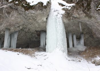 Հակարիի իմ սոսին