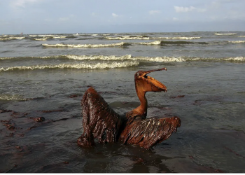 Կեղծիքների մի ամբողջ «փունջ»