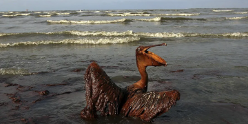 Կեղծիքների մի ամբողջ «փունջ»