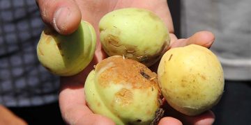 Փոփոխություններ գյուղապահովագրության ոլորտում