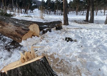Եղեւնու պուրակ է… հոշոտվում