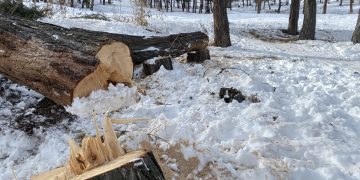 Եղեւնու պուրակ է… հոշոտվում